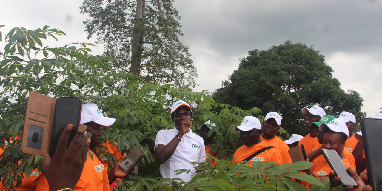 Identification des maladies du manioc :  Une étape importante pour les producteurs semenciers, selon le CNRA