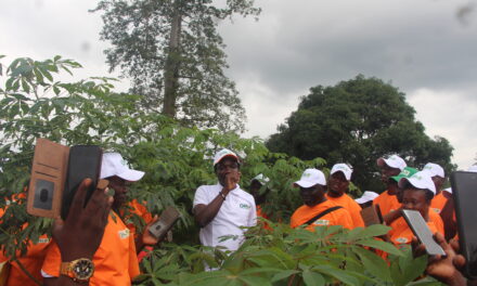Identification des maladies du manioc :  Une étape importante pour les producteurs semenciers, selon le CNRA